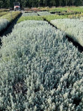 Lavandula stoechas 'Silver Anouk'
