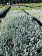 Lavandula stoechas 'Silver Anouk'