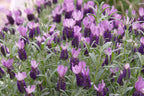 Lavandula stoechas 'Anouk'
