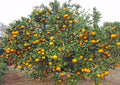 Citrus unshiu 'Aoshima'