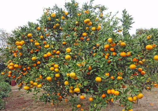 Citrus unshiu 'Aoshima'