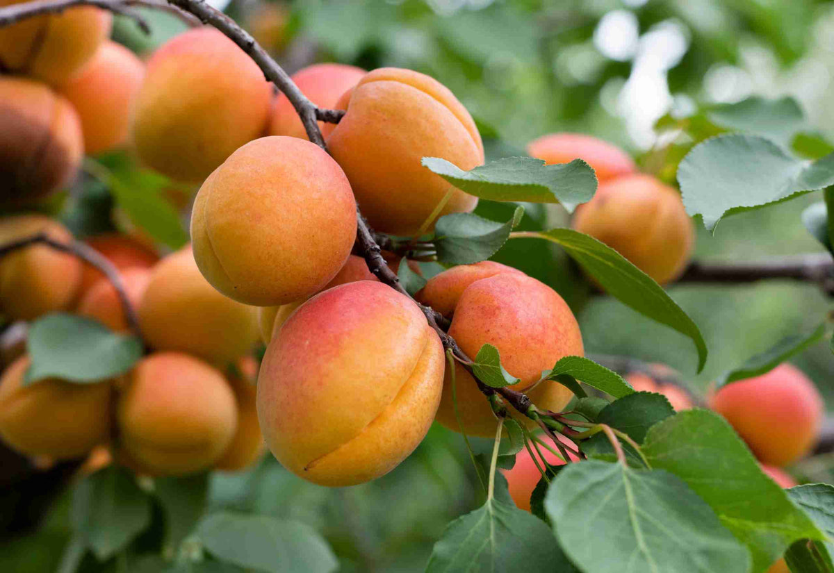 Apricot Moorpark Ulta Dwarf