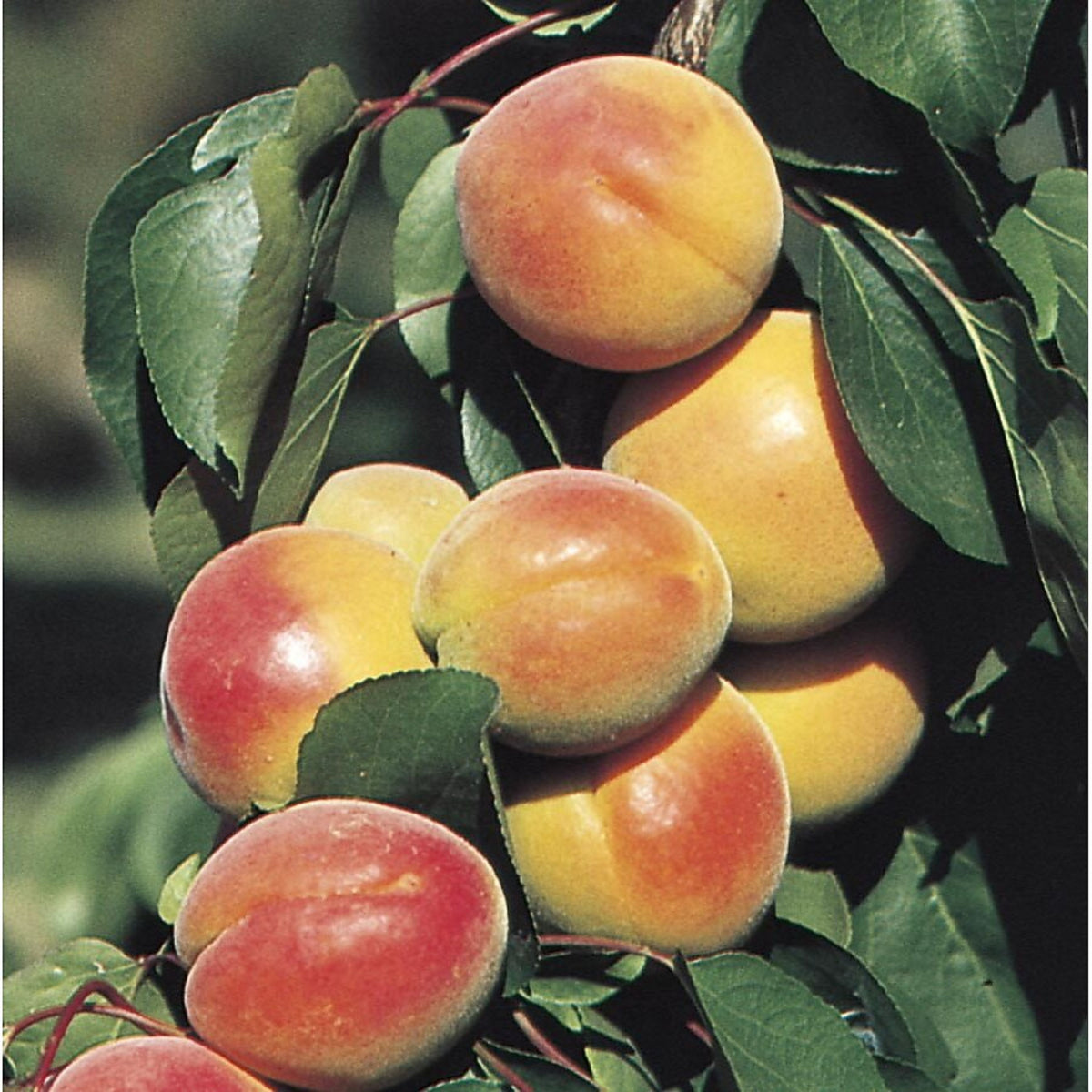 Apricot Royal Ulta Dwarf