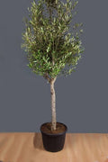 Olea europaea 'Arbequina' (multi-stem form)
