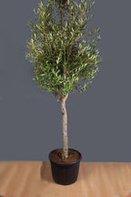 Olea europaea 'Arbequina' (multi-stem form)