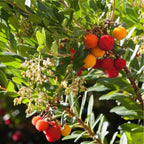 Arbutus 'Marina' (multi-stem form)