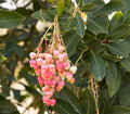 Arbutus 'Marina' (standard form)