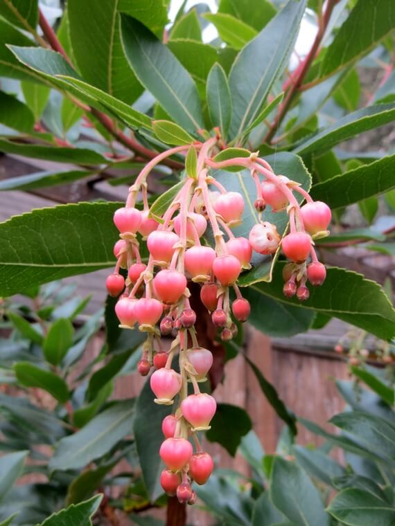 Arbutus 'Marina' (standard form)