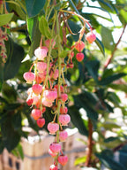 Arbutus 'Marina' (standard form)