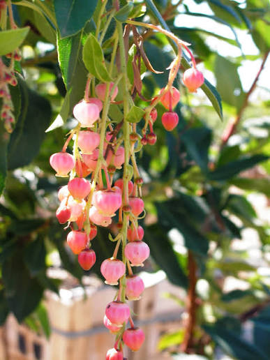 Arbutus 'Marina' (standard form)