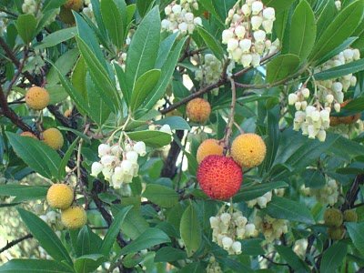 Arbutus unedo 'Compacta'