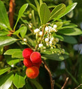 Arbutus unedo (multi-stem form)