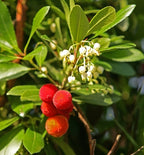 Arbutus unedo (multi-stem form)