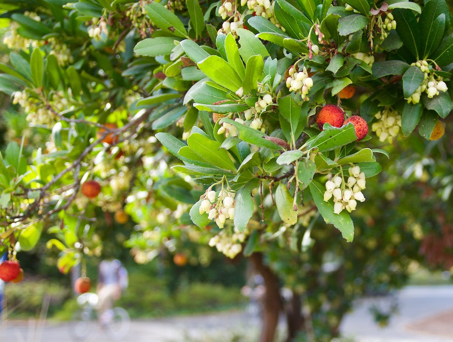 Arbutus unedo (standard form)