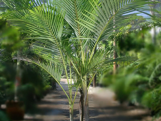 Archontophoenix purpurea in Perris