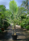 Archontophoenix purpurea