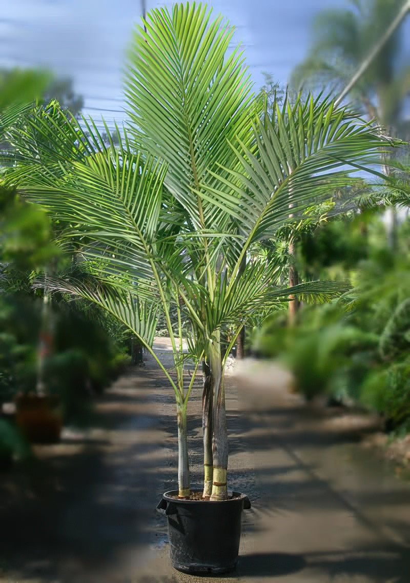 Archontophoenix purpurea
