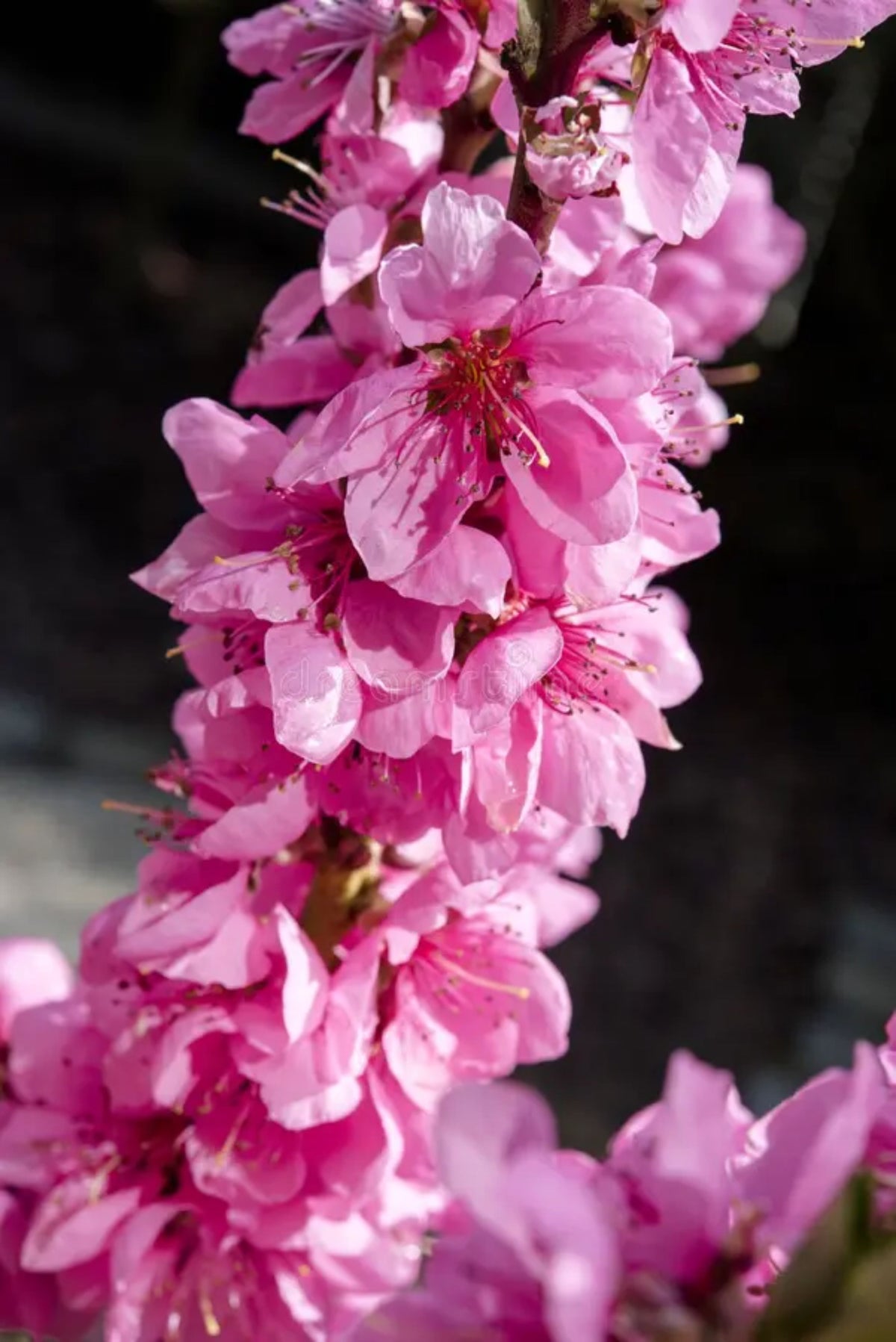Prunus persica 'Arctic Rose'