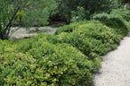 Arctostaphylos 'Emerald Carpet'