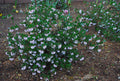 Arctostaphylos densiflora 'Howard McMinn'