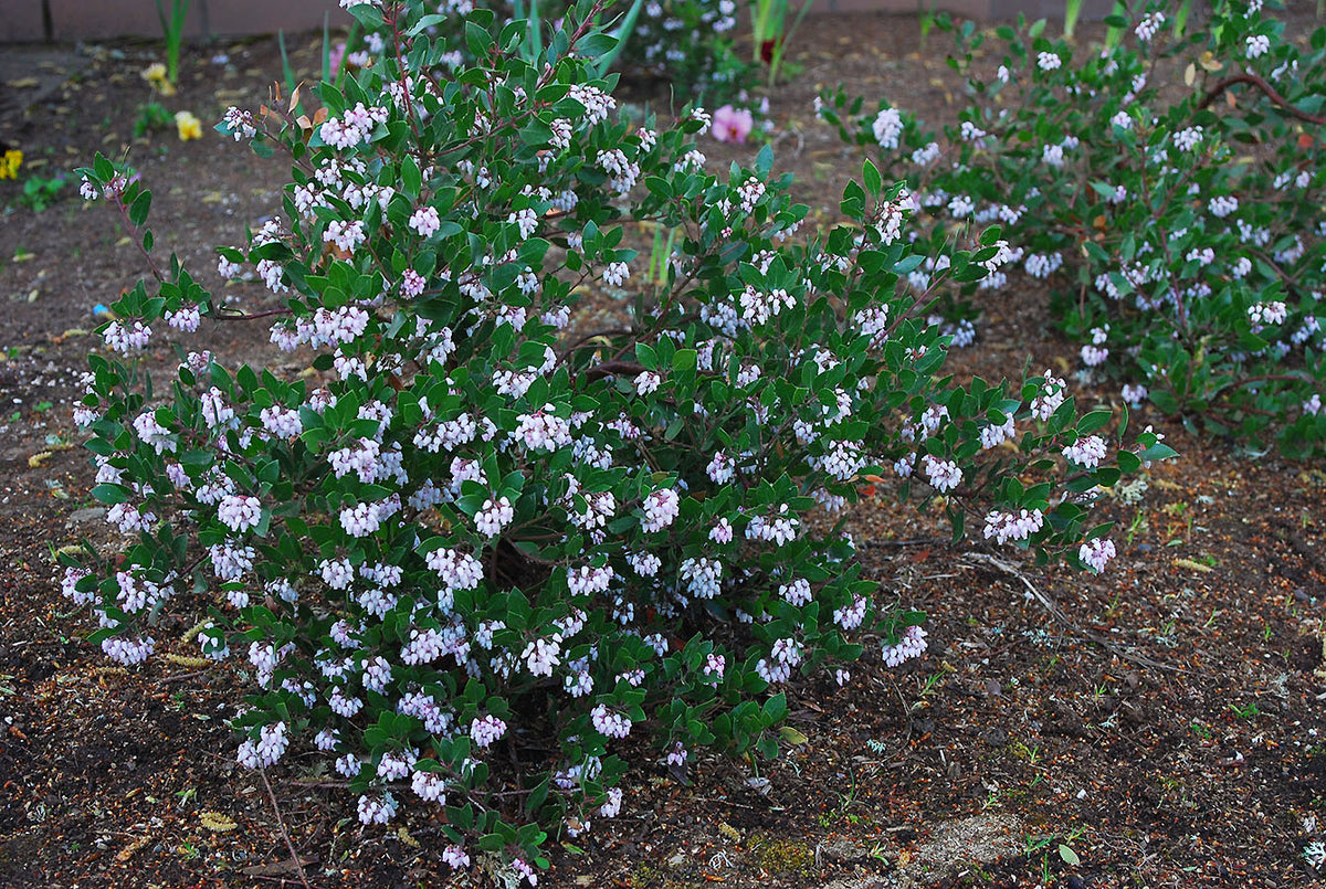 Arctostaphylos densiflora 'Howard McMinn'
