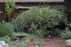 Arctostaphylos densiflora 'Howard McMinn'