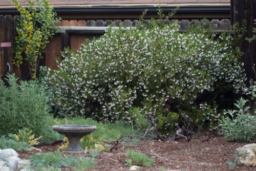 Arctostaphylos densiflora 'Howard McMinn'