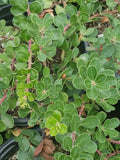 Arctostaphylos uva-ursi 'Point Reyes'