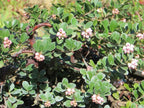 Arctostaphylos uva-ursi 'Point Reyes'
