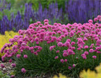 Armeria maritima