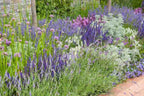 Artemisia arborescens 'Powis Castle'