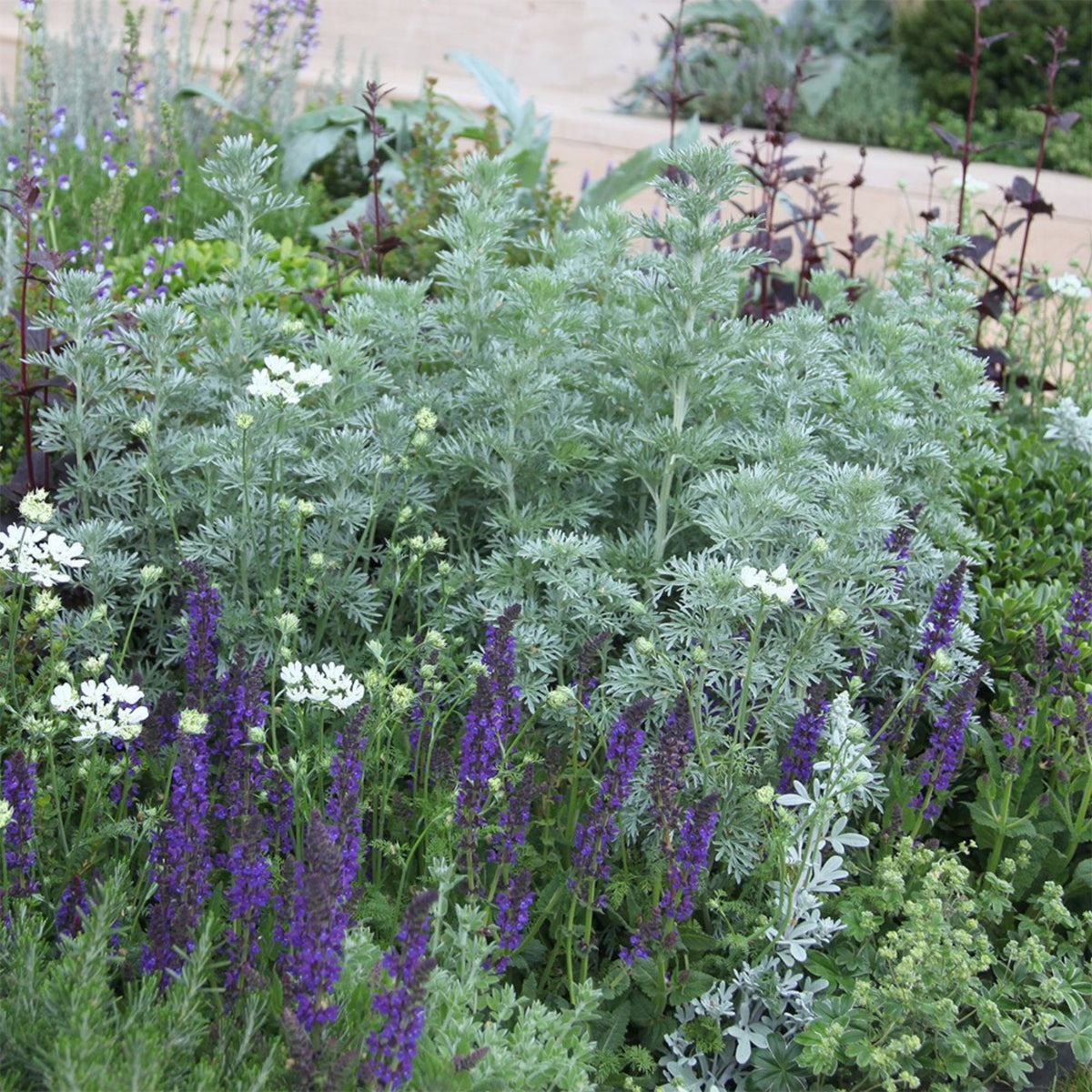 Artemisia arborescens 'Powis Castle'