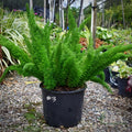 Asparagus meyeri