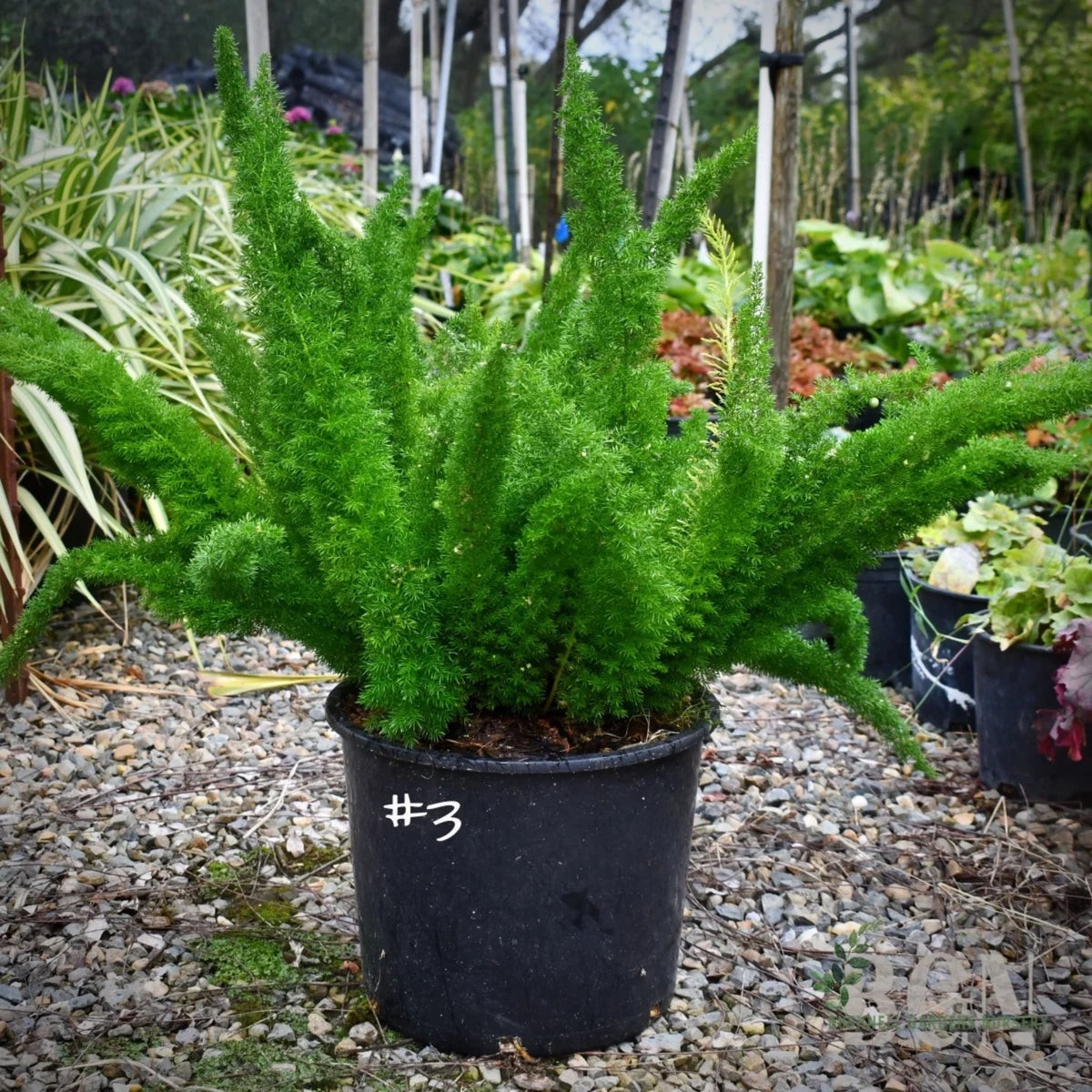 Asparagus meyeri
