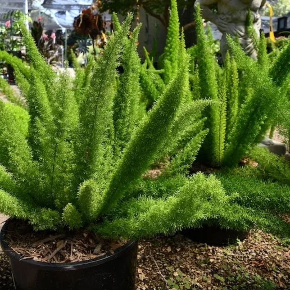 Asparagus meyeri