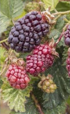 Rubus 'Boysenberry' (assorted varieties)