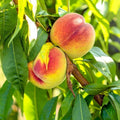 Prunus persica (assorted varieties)