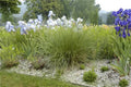 Festuca mairei