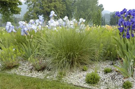 Festuca mairei