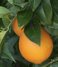Citrus sinensis 'Atwood'