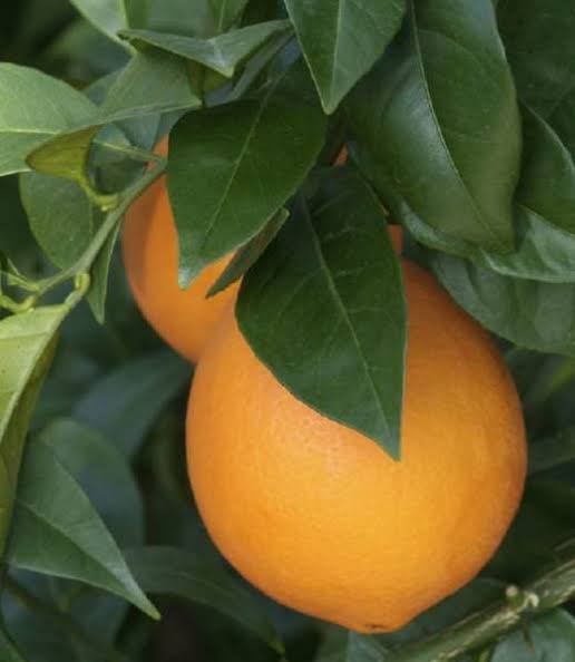 Citrus sinensis 'Atwood'