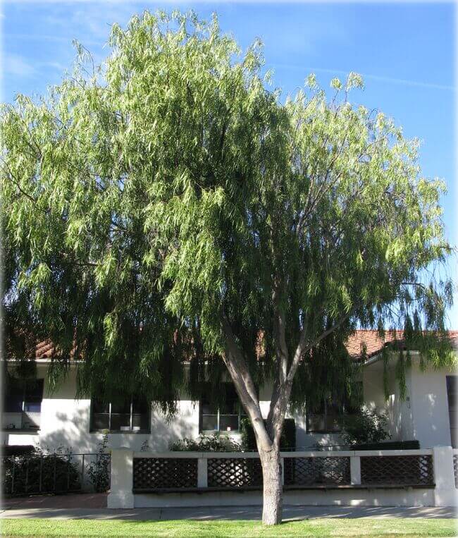 Geijera parviflora (standard form)