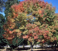 Fraxinus americana 'Autumn Purple'