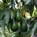 Avocado Ettinger