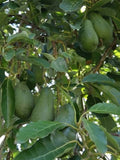 Avocado Fuerte