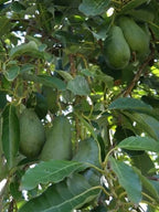 Avocado Fuerte