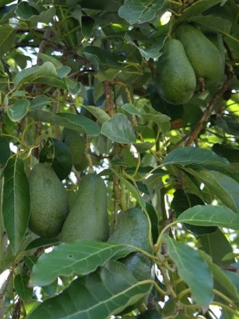 Avocado Fuerte