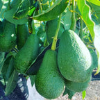 Avocado Fuerte