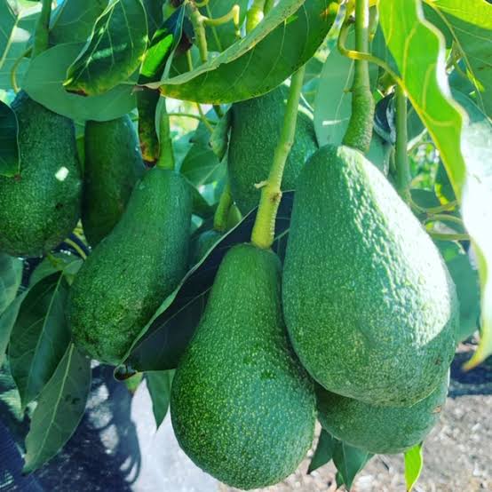 Avocado Fuerte