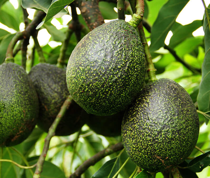 Avocado GEM